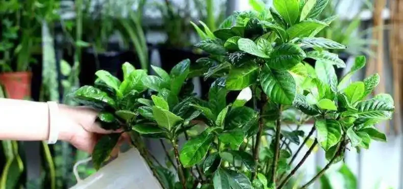 秋季用硫酸亞鐵適當加點「料」，澆一次就改善，葉片快速變油綠