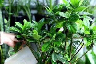 秋季用硫酸亞鐵適當加點「料」，澆一次就改善，葉片快速變油綠