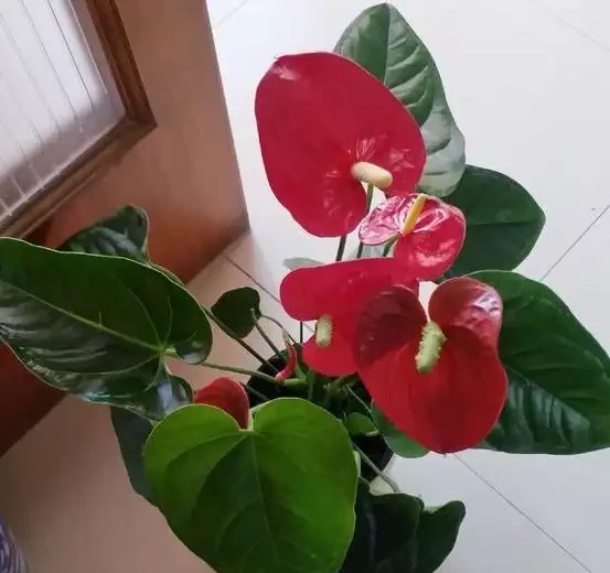 火鶴花:花、葉形狀相似,一個鮮紅似火,一個卻綠得冒油!