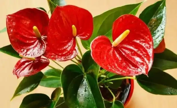 火鶴花:花、葉形狀相似,一個鮮紅似火,一個卻綠得冒油!