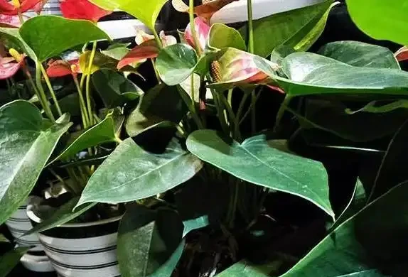 火鶴花:花、葉形狀相似,一個鮮紅似火,一個卻綠得冒油!