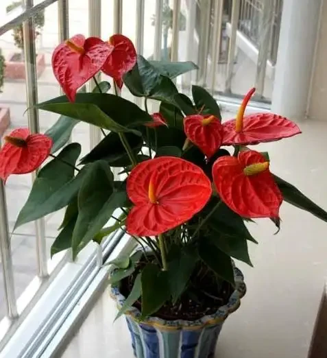 火鶴花:花、葉形狀相似,一個鮮紅似火,一個卻綠得冒油!