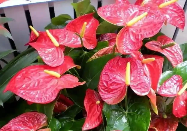 火鶴花:花、葉形狀相似,一個鮮紅似火,一個卻綠得冒油!