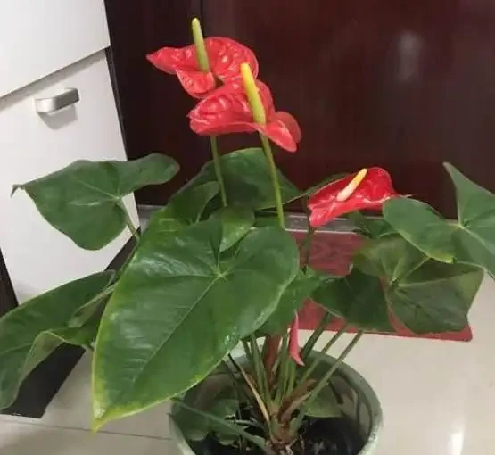 火鶴花:花、葉形狀相似,一個鮮紅似火,一個卻綠得冒油!