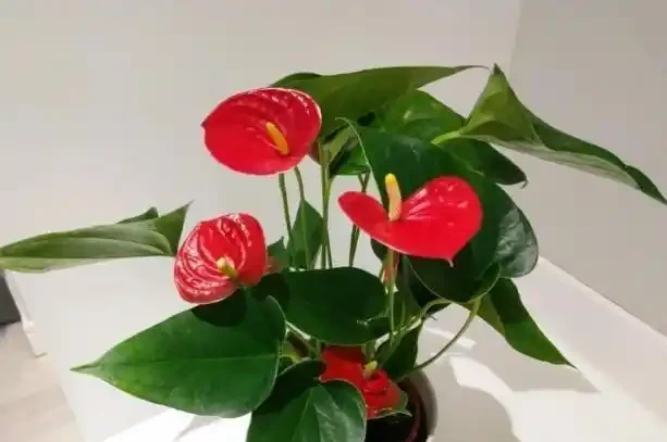 火鶴花:花、葉形狀相似,一個鮮紅似火,一個卻綠得冒油!