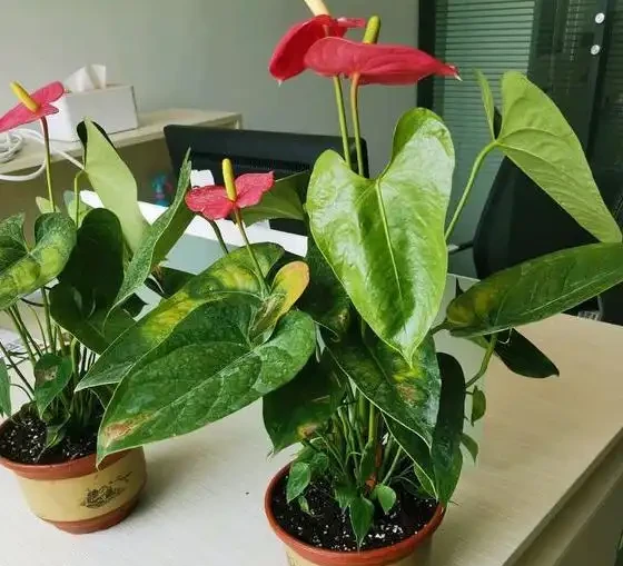火鶴花:花、葉形狀相似,一個鮮紅似火,一個卻綠得冒油!
