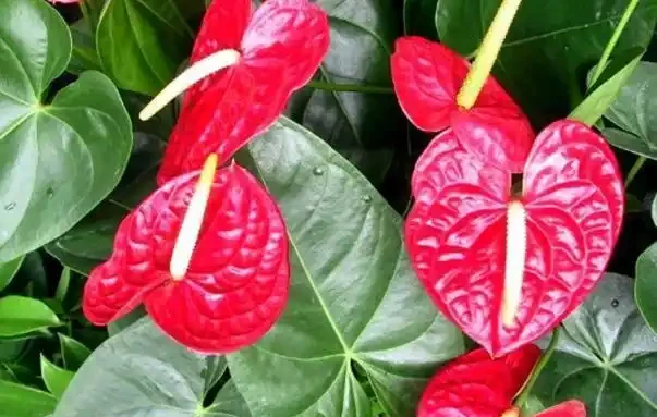 火鶴花:花、葉形狀相似,一個鮮紅似火,一個卻綠得冒油!