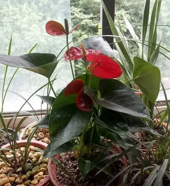 火鶴花:花、葉形狀相似,一個鮮紅似火,一個卻綠得冒油!