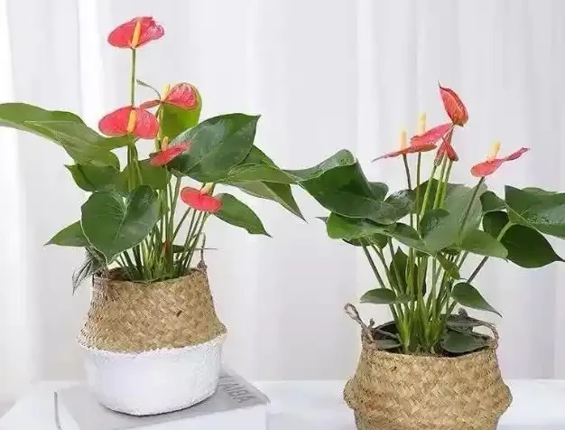 火鶴花:花、葉形狀相似,一個鮮紅似火,一個卻綠得冒油!