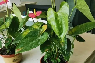 火鶴花：花、葉形狀相似，一個鮮紅似火，一個卻綠得冒油！