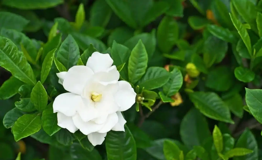 養茉莉花、月季和茶花黃葉不要亂用硫酸亞鐵,用不好一點效果都沒