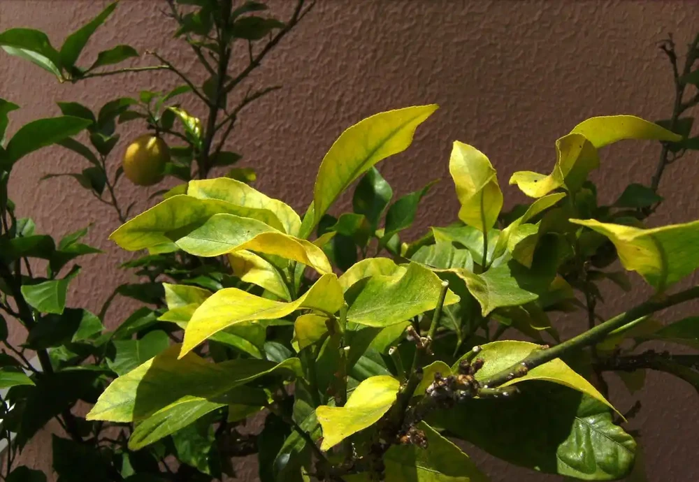 養茉莉花、月季和茶花黃葉不要亂用硫酸亞鐵,用不好一點效果都沒