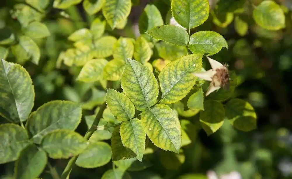 養茉莉花、月季和茶花黃葉不要亂用硫酸亞鐵,用不好一點效果都沒