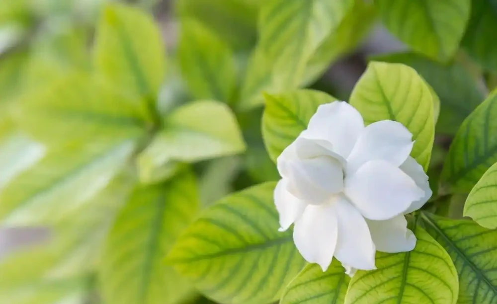 養茉莉花、月季和茶花黃葉不要亂用硫酸亞鐵,用不好一點效果都沒