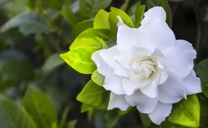 養茉莉花、月季和茶花黃葉不要亂用硫酸亞鐵,用不好一點效果都沒