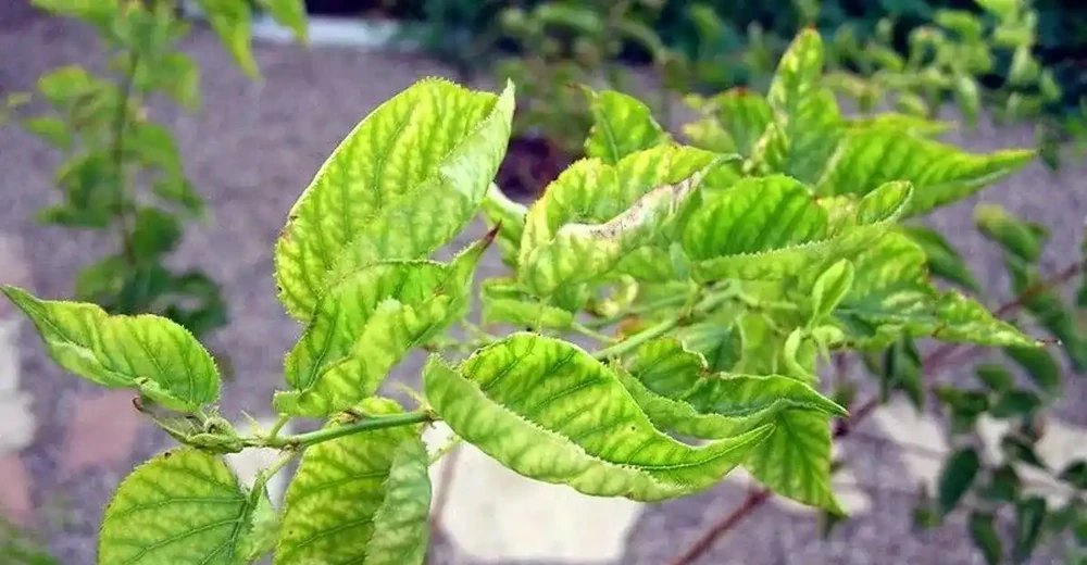 養茉莉花、月季和茶花黃葉不要亂用硫酸亞鐵,用不好一點效果都沒