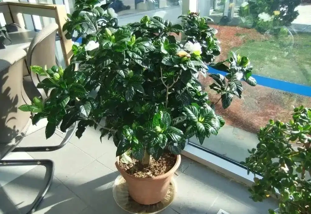 養茉莉花、月季和茶花黃葉不要亂用硫酸亞鐵,用不好一點效果都沒