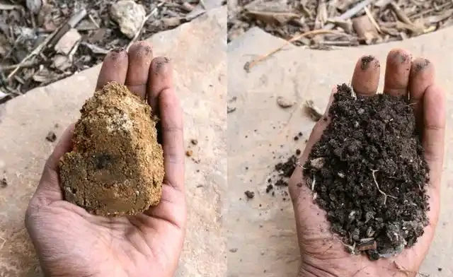 你還在往花盆底放石頭?所有人都錯了,這不是在排水而是在殺根!