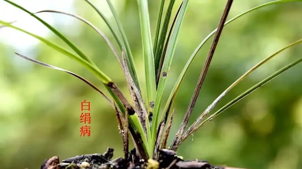 蘭花葉子掉光了怎麼救活?蘭友:這幾個步驟不能少