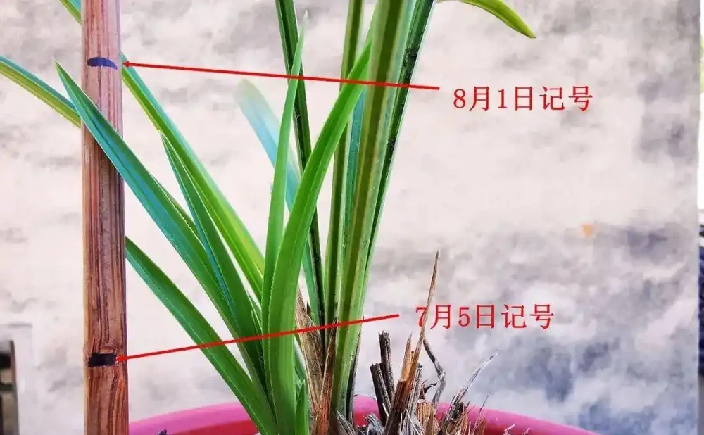 蘭花葉子掉光了怎麼救活?蘭友:這幾個步驟不能少