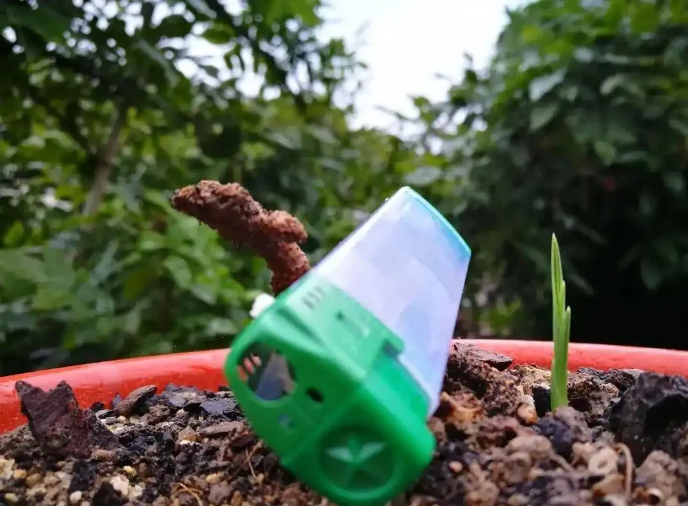 蘭花葉子掉光了怎麼救活?蘭友:這幾個步驟不能少