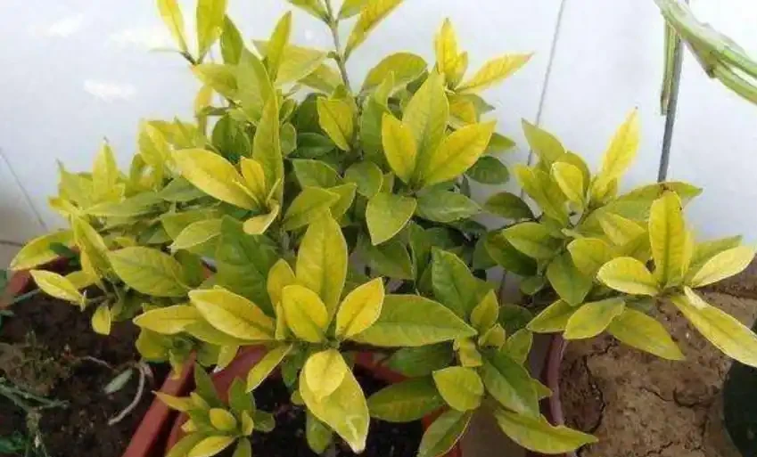 養花容易有黃葉?記住這四招,植物生長才旺盛,葉片從來不發黃