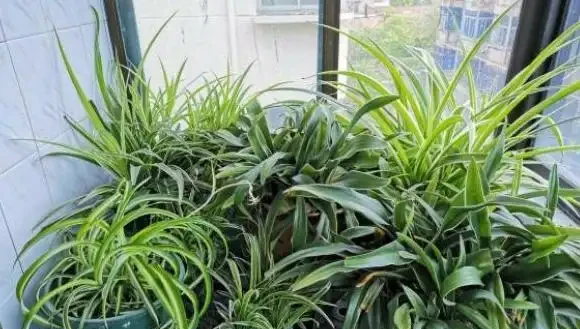 養花容易有黃葉?記住這四招,植物生長才旺盛,葉片從來不發黃