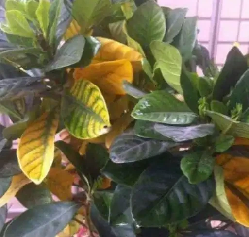 養花容易有黃葉?記住這四招,植物生長才旺盛,葉片從來不發黃