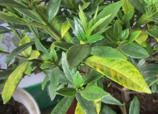 養花容易有黃葉?記住這四招,植物生長才旺盛,葉片從來不發黃