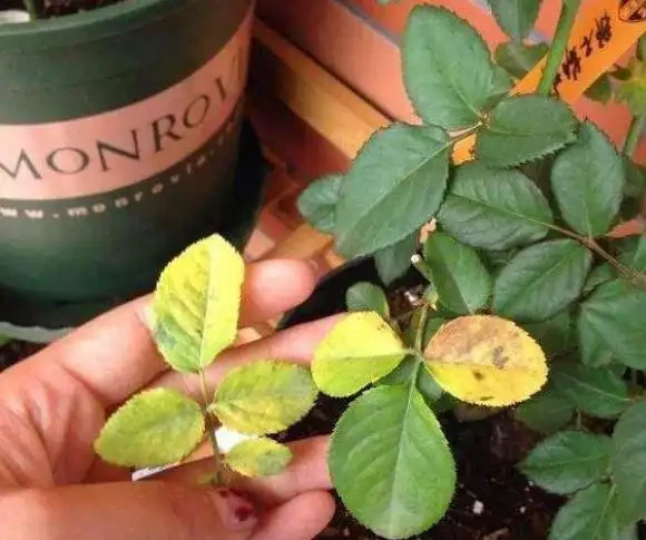 養花容易有黃葉?記住這四招,植物生長才旺盛,葉片從來不發黃