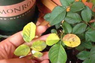 養花容易有黃葉？記住這四招，植物生長才旺盛，葉片從來不發黃