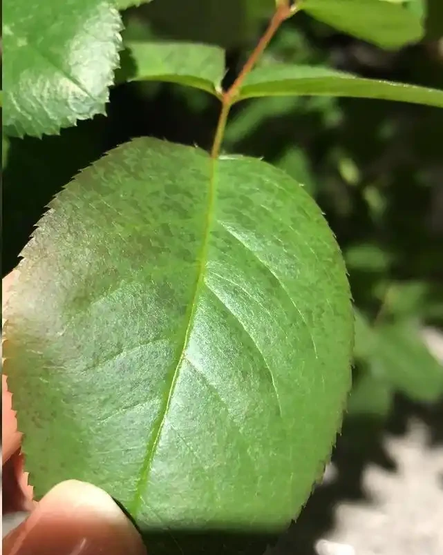 太意外了,月季葉片出現大量小黃斑竟是因為這個原因!