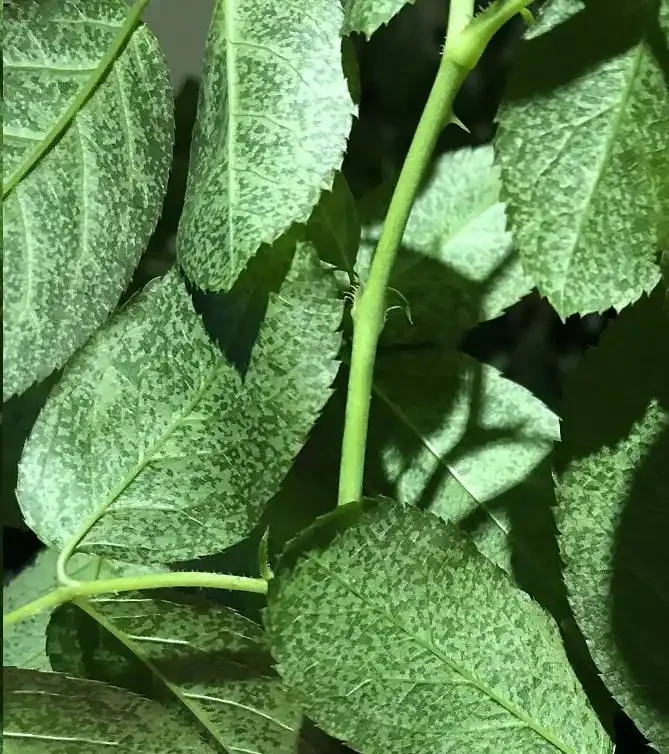 太意外了,月季葉片出現大量小黃斑竟是因為這個原因!