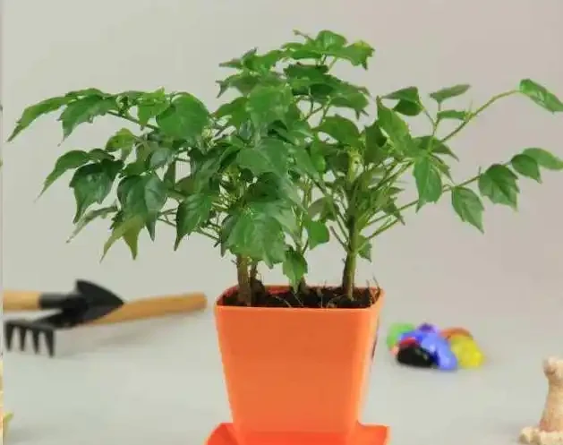 幸福樹為什麼會黃葉?逃不出這6個原因!