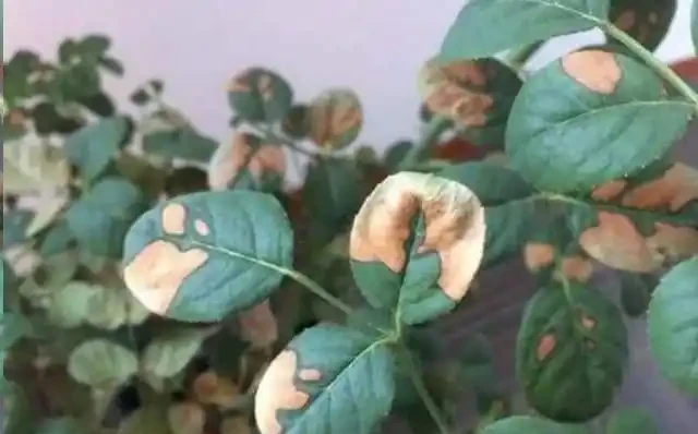 太意外了,月季葉片出現大量小黃斑竟是因為這個原因!