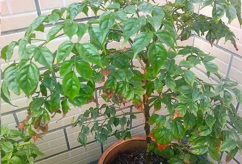 幸福樹為什麼會黃葉?逃不出這6個原因!