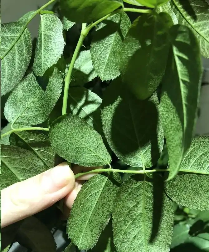 太意外了,月季葉片出現大量小黃斑竟是因為這個原因!
