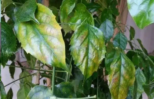 幸福樹為什麼會黃葉?逃不出這6個原因!