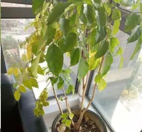 幸福樹為什麼會黃葉?逃不出這6個原因!