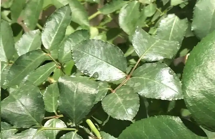 太意外了,月季葉片出現大量小黃斑竟是因為這個原因!