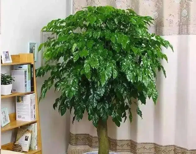 幸福樹為什麼會黃葉?逃不出這6個原因!
