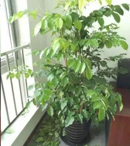 幸福樹為什麼會黃葉?逃不出這6個原因!
