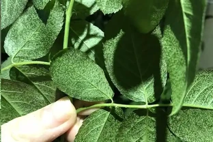 太意外了，月季葉片出現大量小黃斑竟是因為這個原因！