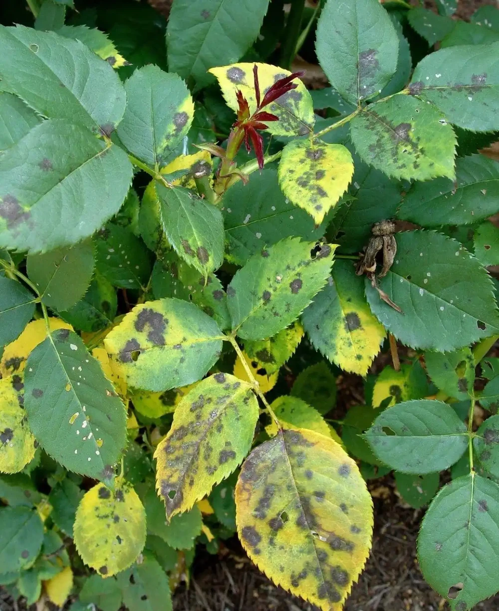 一到陰雨天,家裡的月季花就會感染黑斑,葉子發黃掉落,咋辦?