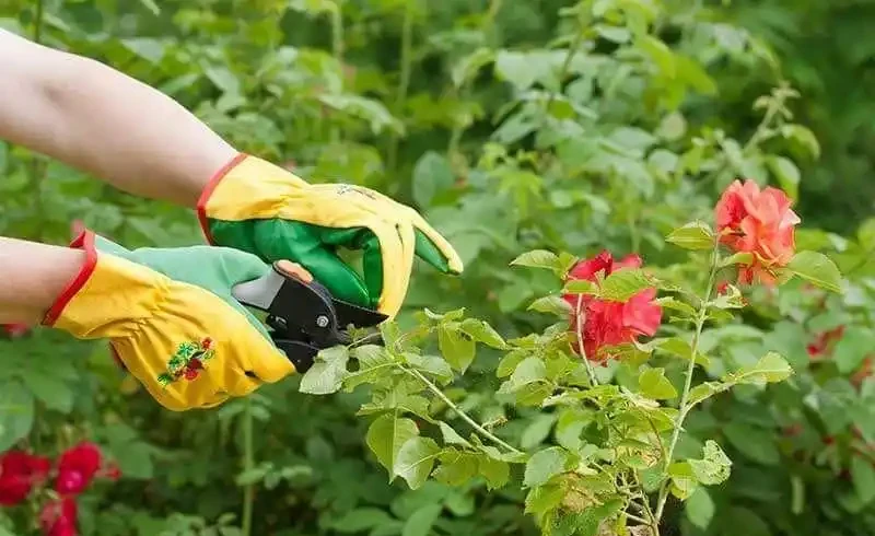 一到陰雨天,家裡的月季花就會感染黑斑,葉子發黃掉落,咋辦?