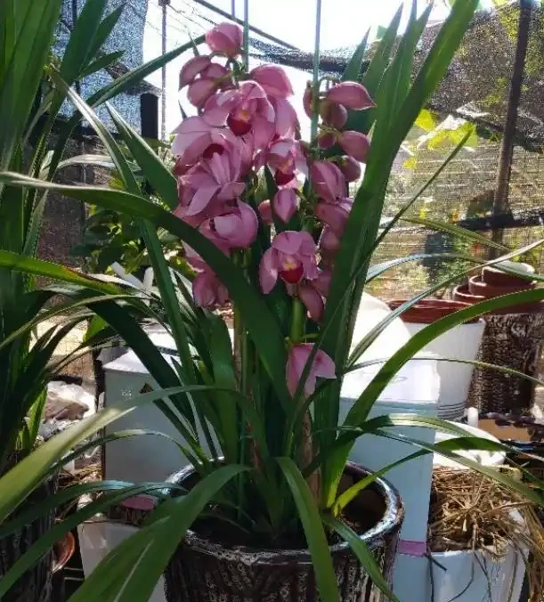 找不到盆栽花葉變黃乾枯的「元兇」,怎麼辦?摸清此5點就夠了