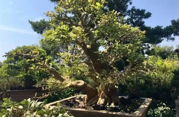 找不到盆栽花葉變黃乾枯的「元兇」,怎麼辦?摸清此5點就夠了
