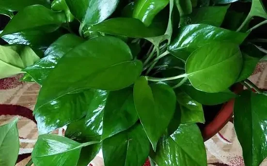 找不到盆栽花葉變黃乾枯的「元兇」,怎麼辦?摸清此5點就夠了