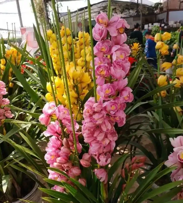 找不到盆栽花葉變黃乾枯的「元兇」,怎麼辦?摸清此5點就夠了