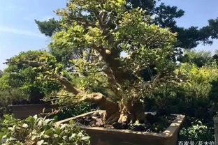 找不到盆栽花葉變黃乾枯的「元兇」，怎麼辦？摸清此5點就夠了